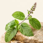 Krishna Holy Tulsi